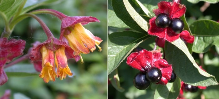 yellow flowers and berries from twinberry honeysuckle