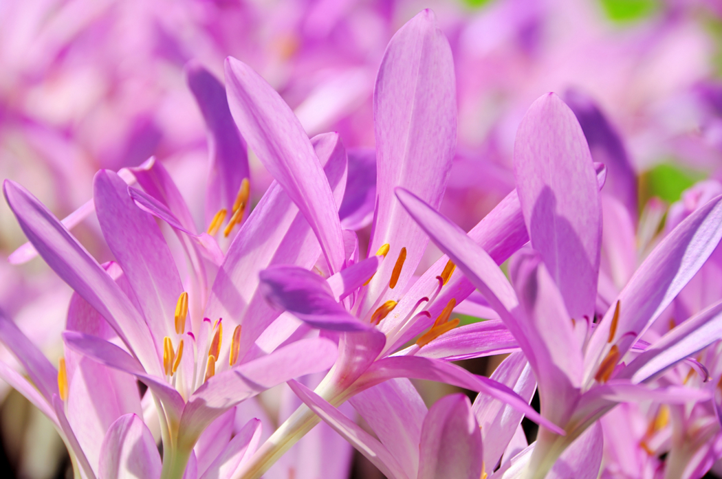 Lyse lilla eller rosa blomsterblader på en forholdsvis kort stilk som går rett over i blomsten.