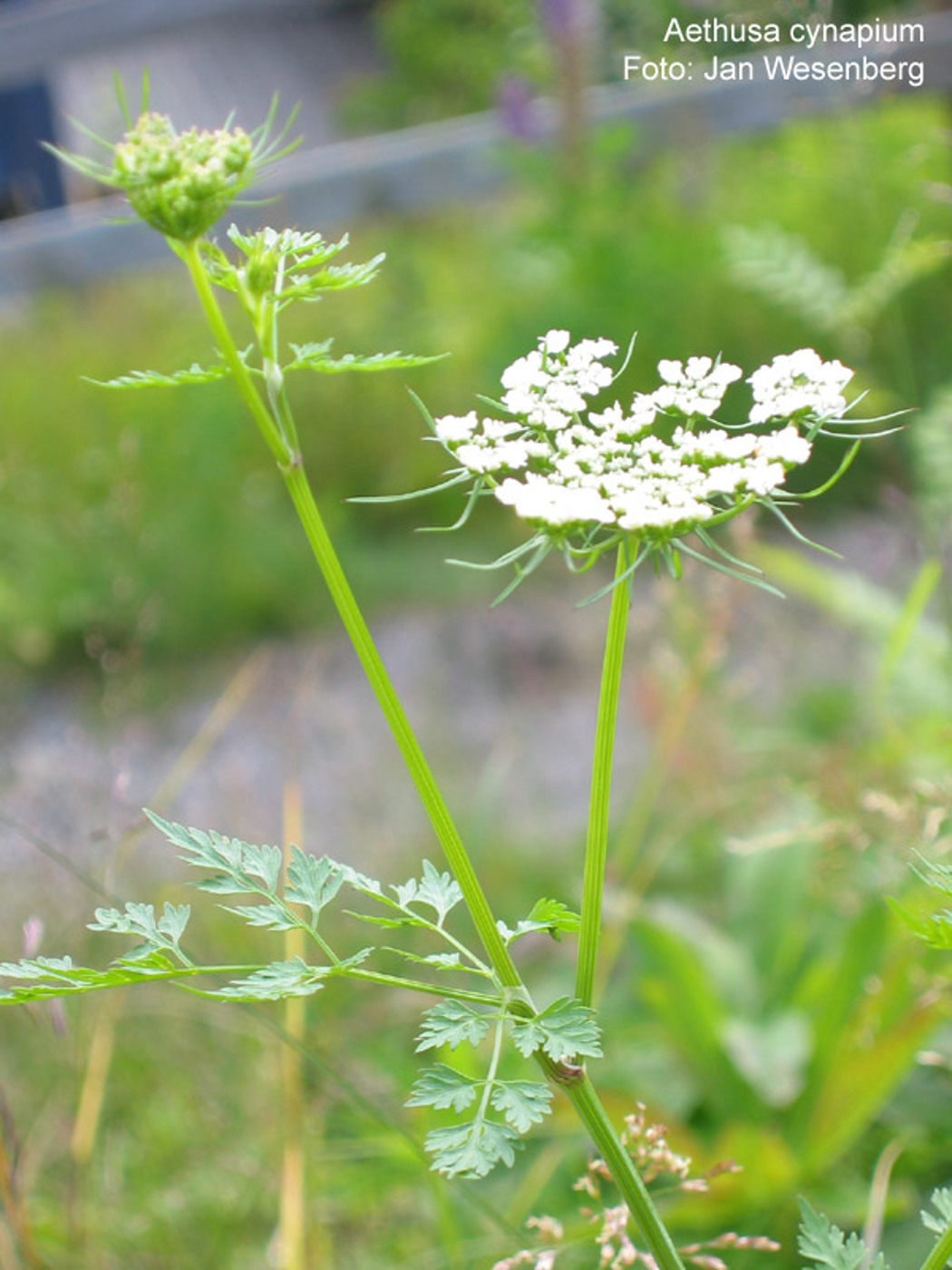 Hvite blomster på stripete grønn stengel